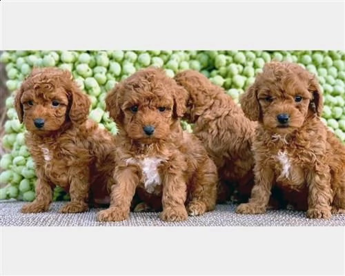 cuccioli barboncino toy rosso red maschi femmines