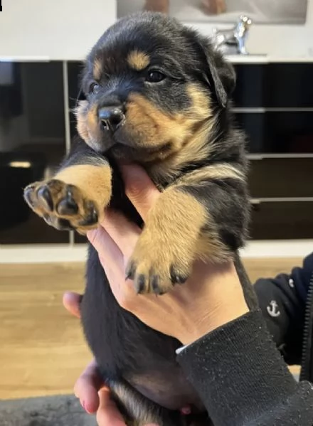 cuccioli di rottweiler (forte ❤️) | Foto 0