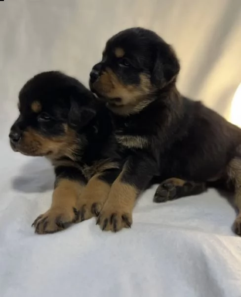 cuccioli di rottweiler (forte ❤️)