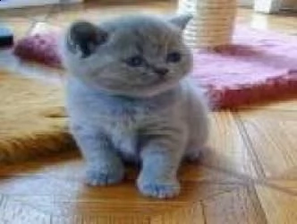  british shorthair pagamenti rateizzabilid