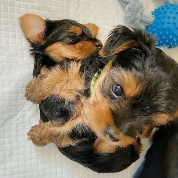 simpatici cuccioli di yorkie (+346317163 22)