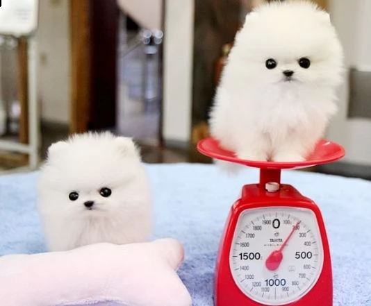 cucciolo di volpino pomerania toy maschio e femmina