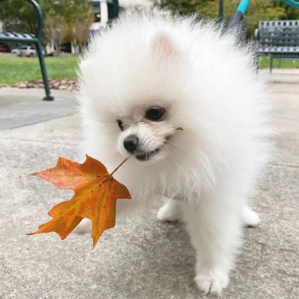 cuccioli di pomerania bianco (+346317163 22)