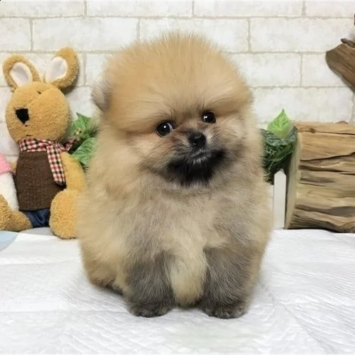 cuccioli di pomerania in adozione (+346317163 22)