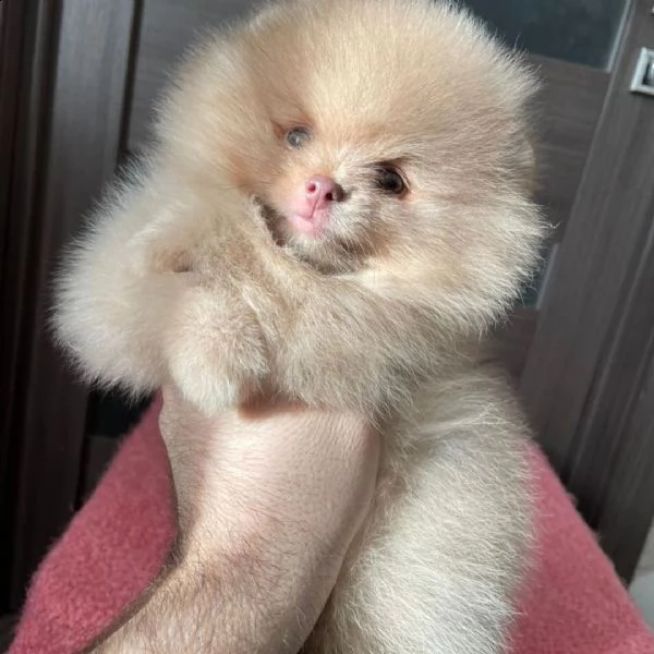 cucciolo di pomerania per adozione (+346317163 22)