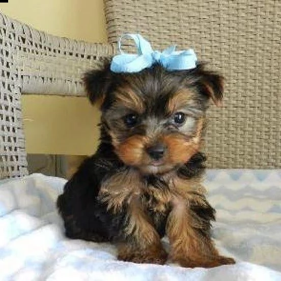 simpatici cuccioli di yorkie (+34631716322)