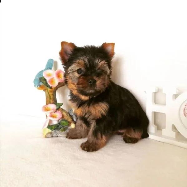 piccolo adorabile cucciolo di yorkie (+34631716322)