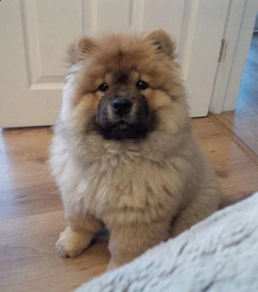  adorabili cuccioli di chow chow femminucce e maschietti disponibili . i cuccioli sono vaccinati sve