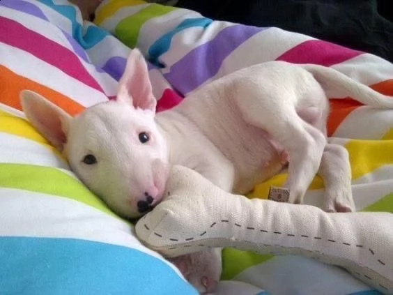   adorabili cuccioli di bull terrier femminucce e maschietti disponibili . i cuccioli sono vaccinati