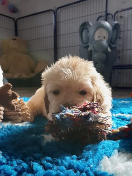 cuccioli golden con pedigree enci | Foto 3