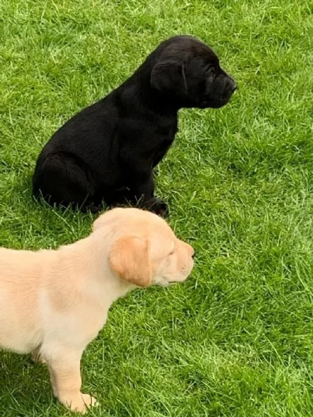 cuccioli di labrador | Foto 2