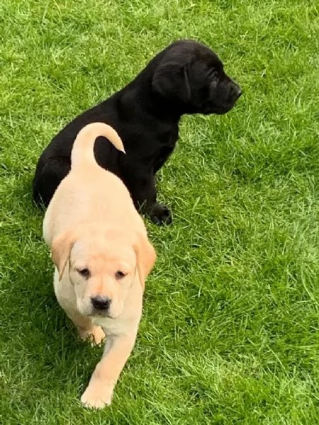 cuccioli di labrador | Foto 1