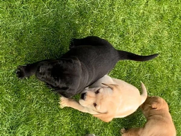 cuccioli di labrador