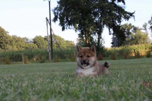 cucciolo di shiba inu addestrato a casa