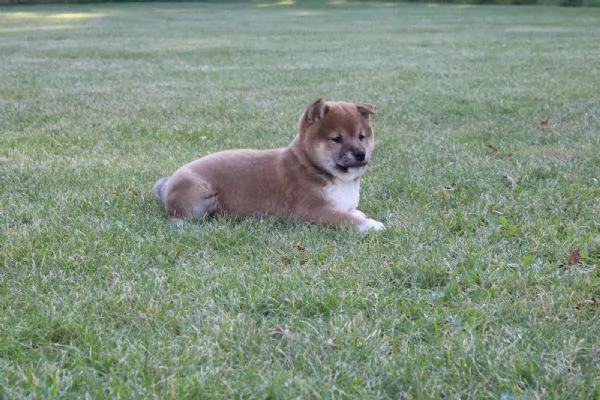 cucciolo di shiba inu addestrato a casa | Foto 2