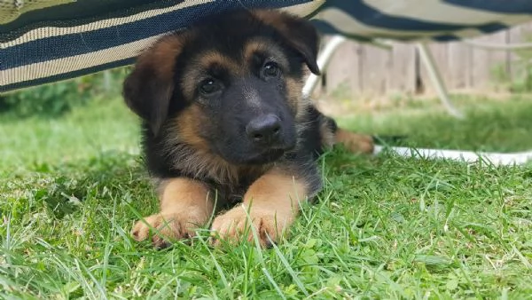 pastore tedesco cuccioli | Foto 2