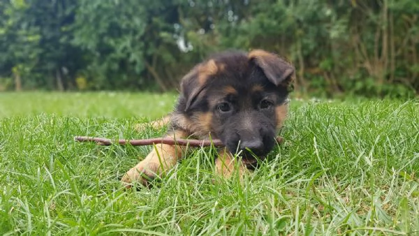 pastore tedesco cuccioli | Foto 1