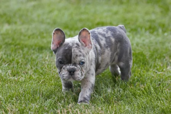 Dolcissimi Cuccioli di bulldog francese | Foto 1