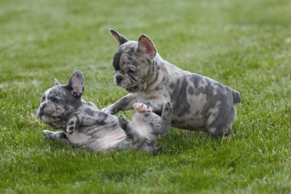 Dolcissimi Cuccioli di bulldog francese