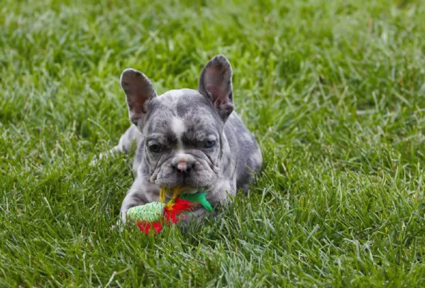 Dolcissimi Cuccioli di bulldog francese | Foto 0