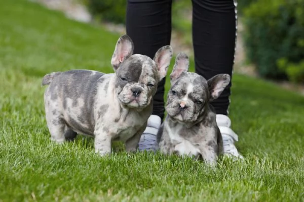 dolcissimi cuccioli di bulldog francese | Foto 4