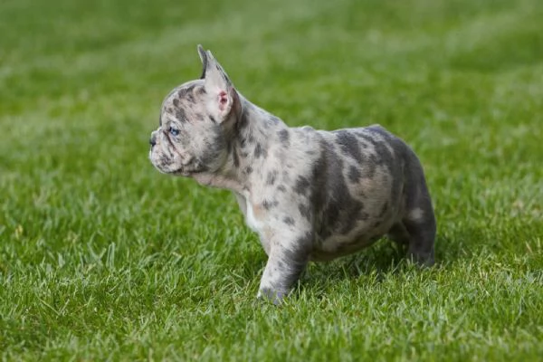 dolcissimi cuccioli di bulldog francese | Foto 1