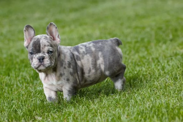 dolcissimi cuccioli di bulldog francese | Foto 0