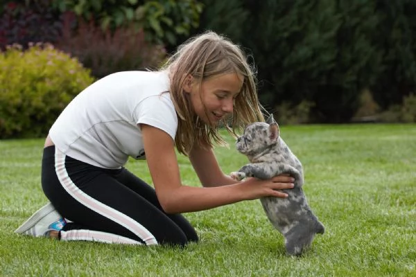 dolcissimi cuccioli di bulldog francese | Foto 2