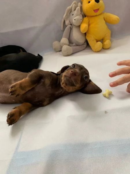 Cuccioli di Bassotto Nano cioccolato | Foto 0