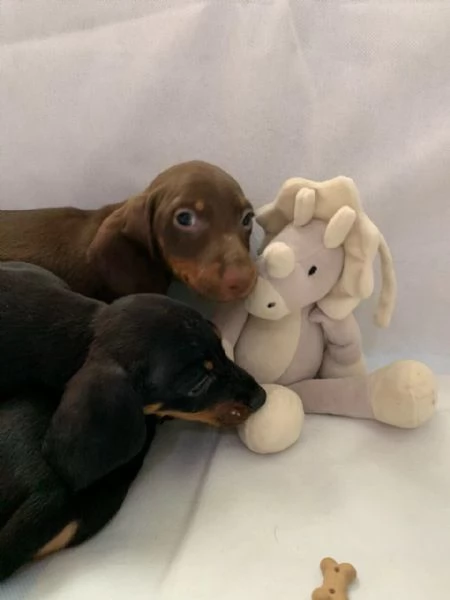 Dolci e preziosi cuccioli di Bassotto a Pelo Corto