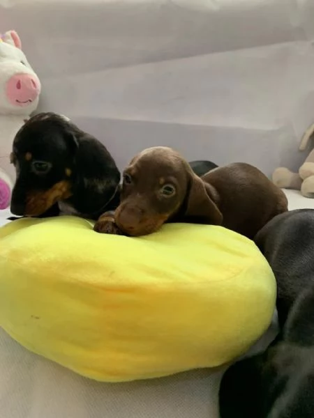 Dolci e preziosi cuccioli di Bassotto a Pelo Corto | Foto 3