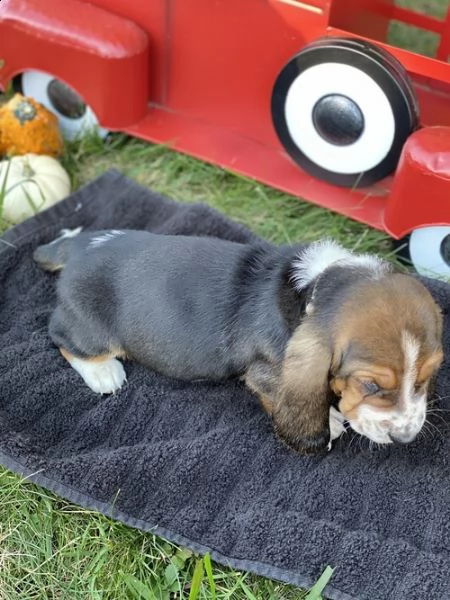 regalo adorabili basset hound femminucce e maschietti disponibili  gratuita