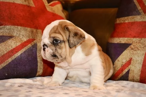 regalo bulldog inglese cuccioli con pedigree 