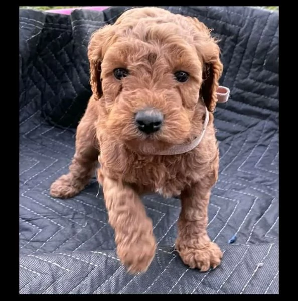 disponibili cuccioli giftpoodle femmine e maschi | Foto 0