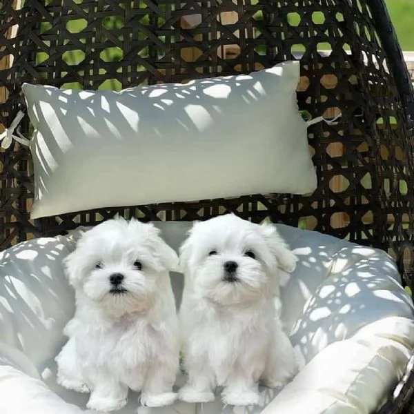 cuccioli di cane maltese!!!