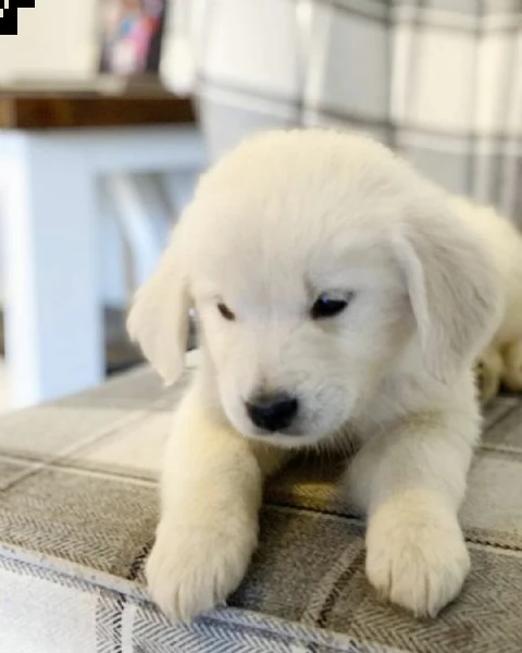 due cuccioli maschietti di golden retriever!!!