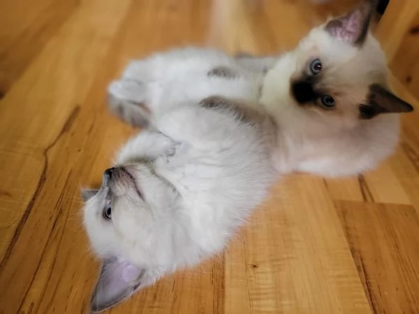 Gattini Ragdoll allevati in casa