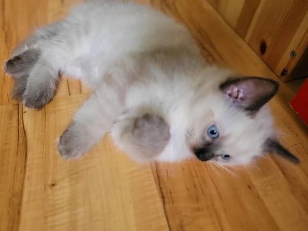 Gattini Ragdoll allevati in casa | Foto 0