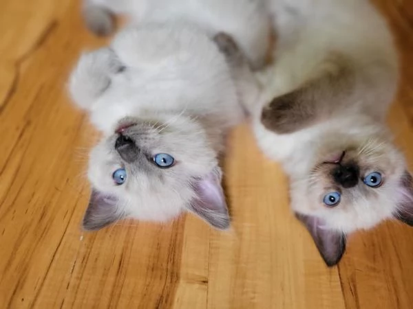 Gattini Ragdoll allevati in casa