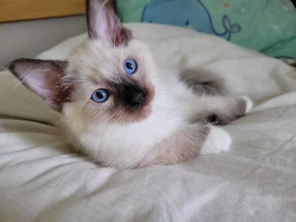 Gattini Ragdoll allevati in casa