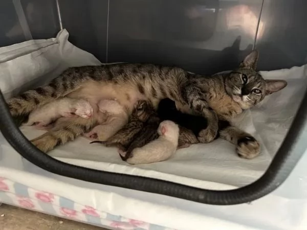 Gattini della savana addestrati in casa