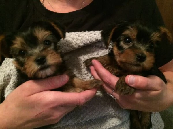 cuccioli di Yorkshire Terrier