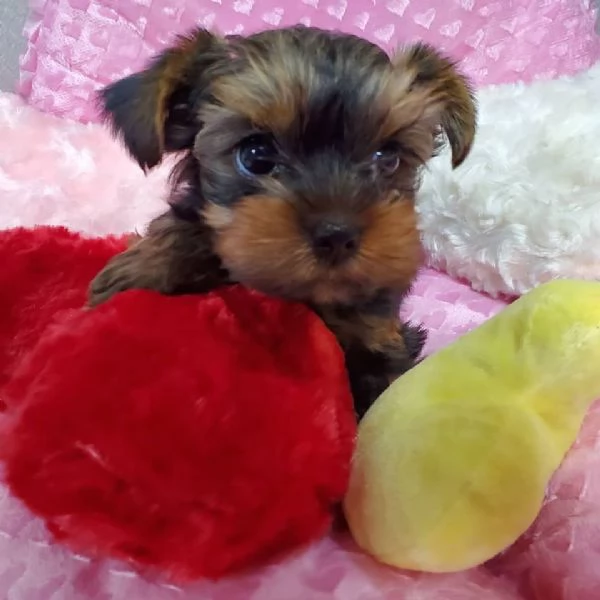 cuccioli di Yorkshire Terrier | Foto 1