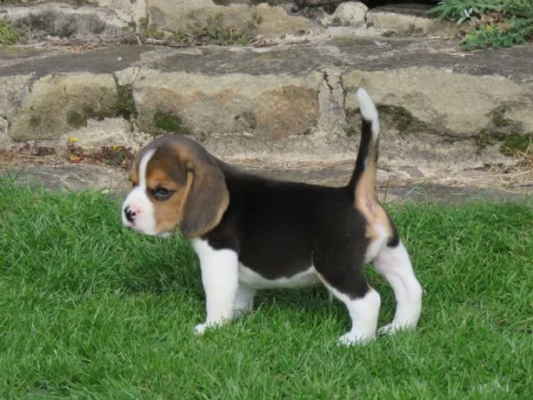 Dolcissimi cuccioli di Beagle | Foto 0