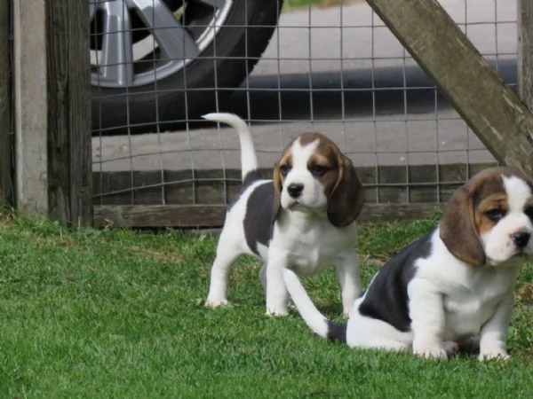 Dolcissimi cuccioli di Beagle