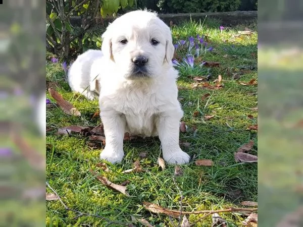 golden retriever linea americana  | Foto 4