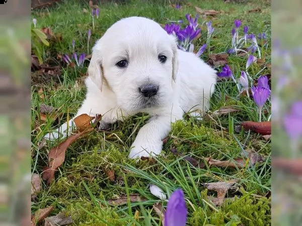 golden retriever linea americana  | Foto 3