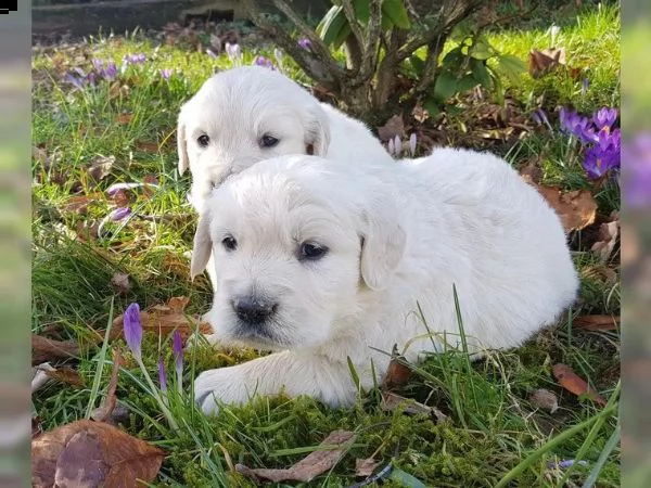 golden retriever linea americana  | Foto 1