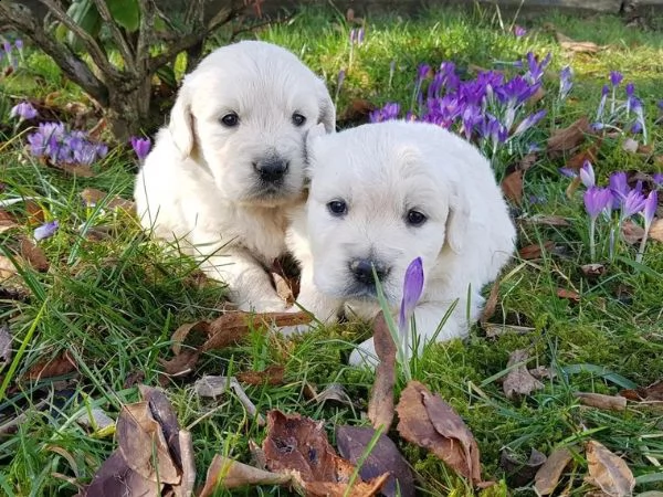 golden retriever linea americana 