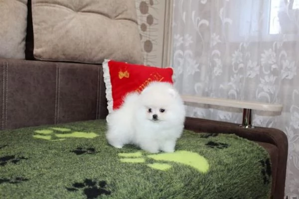 splendido cucciolo di pomerania | Foto 0